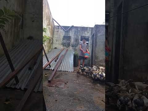 Duck and Ducklings at WhiteFlash Backyard