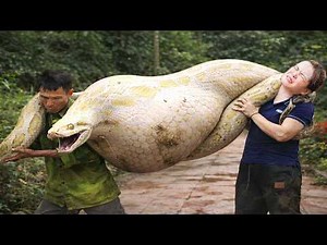 72 Hours Hunting in the Forest 😱 Father and Daughter Strain to Catch Giant Python on Farm