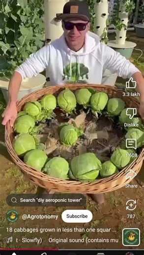 hydroponic cabbage growing
