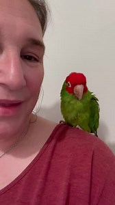 Bubby is a 19 year old Cherry Headed Conure who has all the personality! He’s a little hand shy, but otherwise likes to be on your shoulder and hanging out with you. He doesn’t like hands, but the right person should be able to work through that with him pretty easily. Once he has chosen his person, he does not like to be handled by anyone else. He forms a strong bond to his person and tends to become pretty protective of that person. His humans loved him enough to construct an entire notebook o