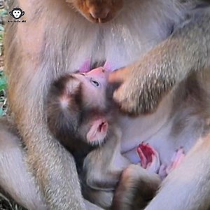 How mom Libby deny milk to her newborn Lily during she feed milk ? | | Aristotle MK