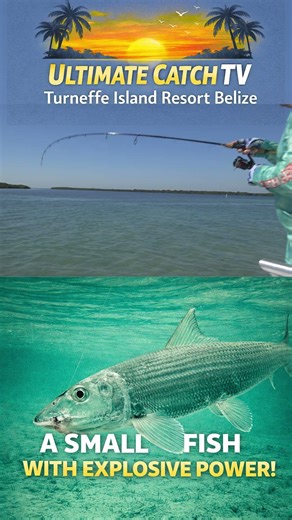 Bonefish Torpedo Explosion Turneffe Atoll