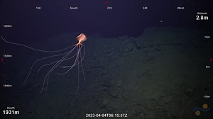 Elusive, ‘alien-looking’ squid spotted swimming in the Atlantic Ocean, video shows