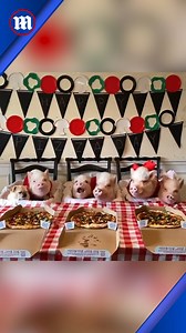 6.5K views · 49 reactions | Save me a slice! | Daily Mail Video | Facebook