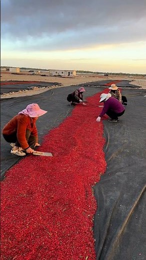 Goji Berry Drying Process and Leaf Removal