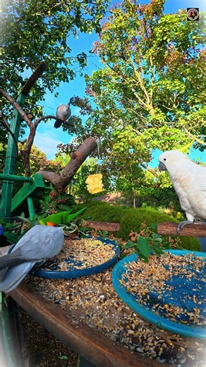 Mixed Birds ASMR | Galah Cockatoo Lorikeet Pigeon Sounds