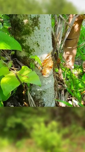 Follow detailed tiny home building from start to finish! #diyminiatures #miniaturecrafts #tinyhousemodel #miniaturebuilding #scalemodel #diyconstruction #tinyarchitecture #miniaturedesign #smallscalebuilding #handmadehouses #modelmaking #architecturemodel #constructionart #buildingminiatures #realisticmodels | Miniature Build Creations | Facebook