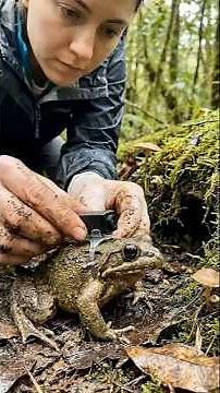 POV: Burrowing Frog🐸 A waterproof micro-camera mounted on burrowing frog reveals hidden underground
