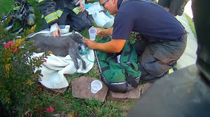 Belleville Firefighters work to resuscitate a cat that was rescued from a house fire on Friday afternoon. Strong work BFD! | Belleville Fire Department