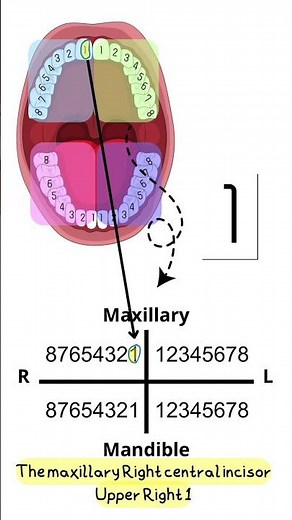 Palmer notation system #dentistry