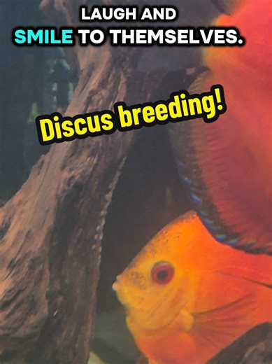 Discus laying eggs #discus #discusbreeding #fishbreeding #tropicalfish #fish