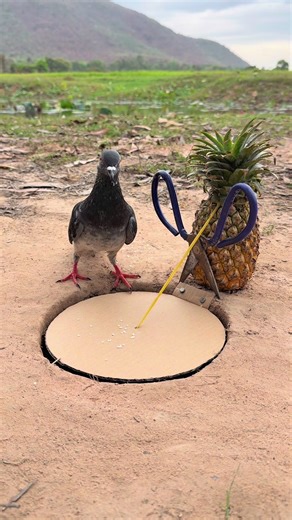 Amazing Creative Pigeon Trap Design