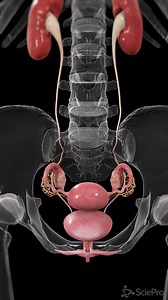 6.3M views · 4.6K reactions |  Explore the Anatomy of the Uterus...