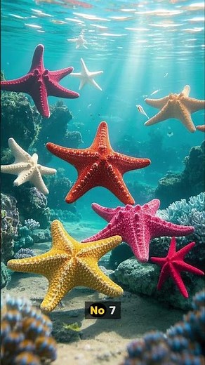 10 Fascinating Facts About Starfish – The Ocean’s Most Mysterious Creatures