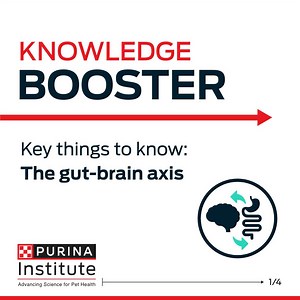 🧠💡Knowledge Booster: Gut-Brain Axis💡🧠 🌱 The gut-brain axis is a communication network between the gut and the brain, and it affects more than digestion—it can influence behavior and mood too! Veterinary researchers are just beginning to unlock the secrets of this connection, and it’s changing how we think about pet health. Learn more⬇️ http://spr.ly/6187sLL4x | Purina Institute