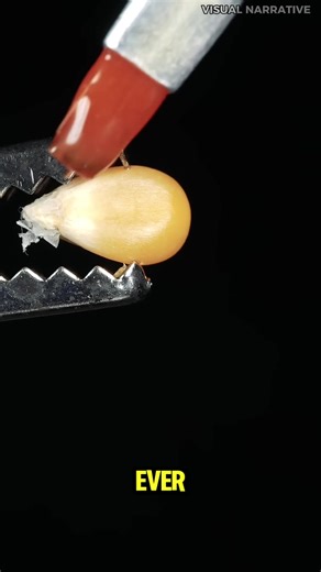 Understanding Why Popcorn Explodes When Cooked