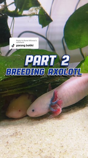 Axolotl Breeding Guide: Tips and Tricks for Success