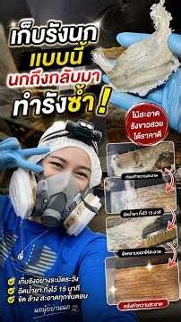 เก็บรังนกแบบนี้ นกกลับมาทำรังซ้ำ📌 #รังนก #birdnest #บ้านนกนางแอ่น