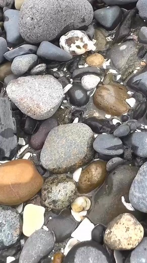 That nice  #beachpebbles #seixos #shoreline #pebbles #oregonrocks #beachpebbleart #rockart #piedras #kieselsteine #gemstone #guijarros #rockhounding #rockhound #oregoncoast #rocks | Callan Pearl Explorer | Facebook