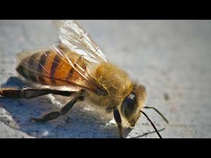 Who Would Win Ultimate Bug Rumble