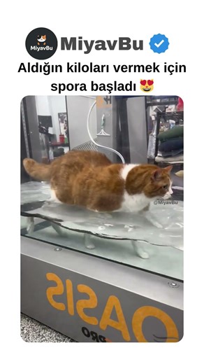 Aldığın kiloları vermek için spora başladı 😻
