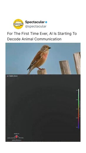 For the first time in history, animal sounds are no longer just noise—they’re becoming data. This visualization shows how artificial intelligence analyzes animal vocalizations by mapping pitch, rhythm, repetition, and tonal structure across multidimensional space. Rather than listening the way humans do, AI breaks sound into measurable patterns, clustering behaviors that repeat over time and across contexts. Bird calls that once seemed random begin to reveal structure. Certain patterns align wit
