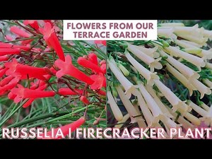 How to Grow Firecracker Plant | Pollinator-Friendly Flowering Plant | Summer Terrace Garden Tour