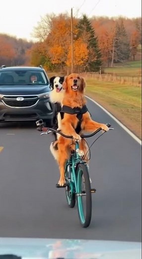 "Epic Dogs Riding a Bicycle – You Won’t Believe This! 🐶🚲