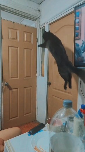 #gatostiktok #gatosdetiktok #gatonegro