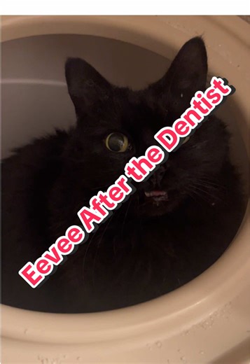 Eevee's Colorful Recovery After Dental Surgery