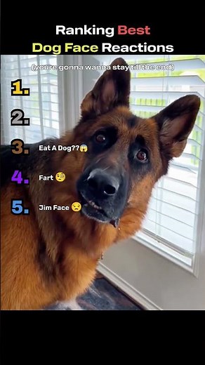 Ranking Best Dog Face Reactions 👁️👄👁️ #animalranking #dog #funny #funnyanimals #dogshorts