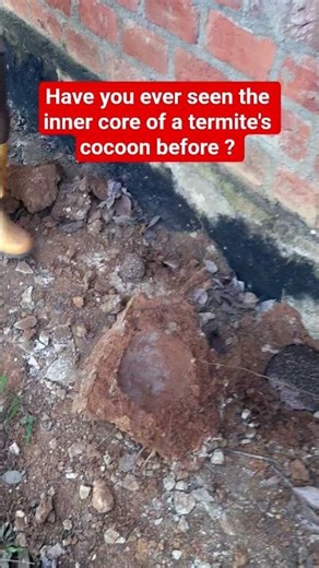 "Ever wondered what's inside a termite's cocoon?