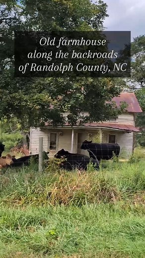 325K views · 13K reactions |  The people moved out long ago and a new herd moooved in to keep watch over what’s left of this old North Carolina farmhouse. | The Forgotten South | Facebook