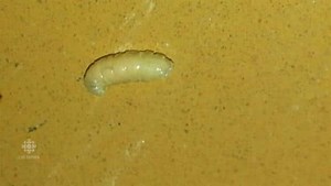 'Hundreds' of maggots infest woman's Manitoba Housing unit
