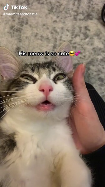 Understanding Quiet Cat Meows: Why Cats Meow Softly