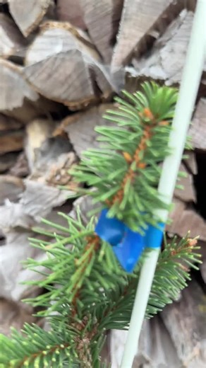 Gold Drift Norway Spruce: Weeping Evergreen, 1-gallon Pot - Etsy