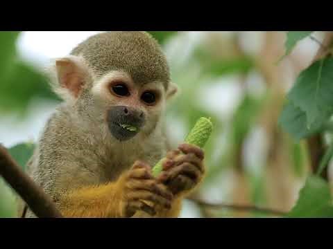 Animals of the Tropical Rainforest Habitat