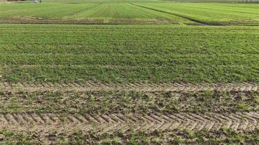 🌾🌾🌱🌱 #paesaggio #agricoltura #campagna #drone #grano