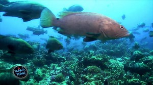 34K views · 653 reactions | Chaque année sur l'atoll de Fakarava, paradis des plongeurs, un phénomène hors du commun se déroule... des milliers de mérous viennent se rassembler dans la passe afin de se reproduire. ⤵ | TNTV Tahiti Nui Télévision | Facebook