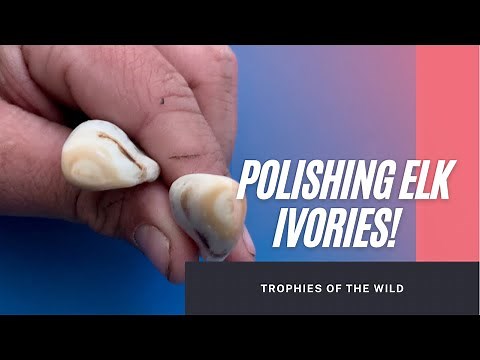 How To Polish Elk Ivories and a Trapping Update…Ever Polished Elk Teeth