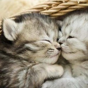 How to feed a newborn baby cat? ▷➡️ Postposm