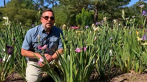 6.9K views · 205 reactions | Summer is the best time to divide irises when the plants are dormant. Learn how to care for and grow Louisiana irises with horticulturist Jason Stagg at the LSU AgCenter Hammond Research Station. | LSU AgCenter | Facebook