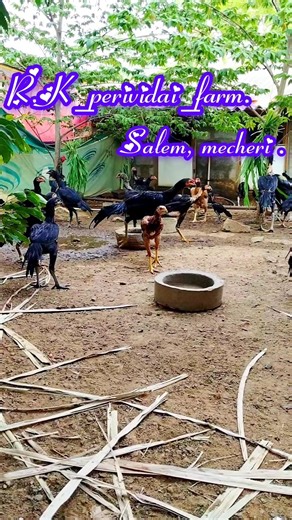 🐔kattu Seval farm🥰 #peruvidai #birds #shords #1million #r.k_peruvidai