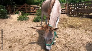 Donkey grazing in livestock pen paddock at donkey farm on sunny day. One donkey eating close-up. Pet, domestic animals, animal husbandry. Livestock corral. Livestock breeding. Agricultural agrarian