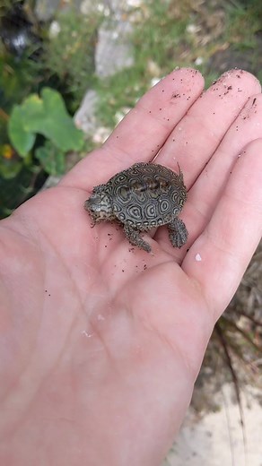 Discover Cute Baby Turtles in My Pond