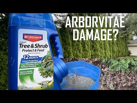 Arborvitae Damage. DIY Tree and Shrub Care - Repair Damaged Arborvitaes. Tree and Shrub Fertilizer