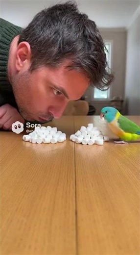 Parrotlet DESTROYS Man in Marshmallow Stacking (He Cheated!) #pet #challenge