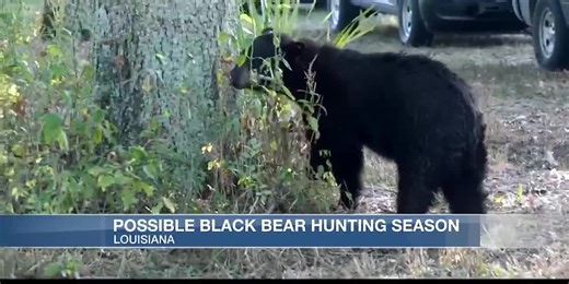 Louisiana may have a black bear hunting season this winter