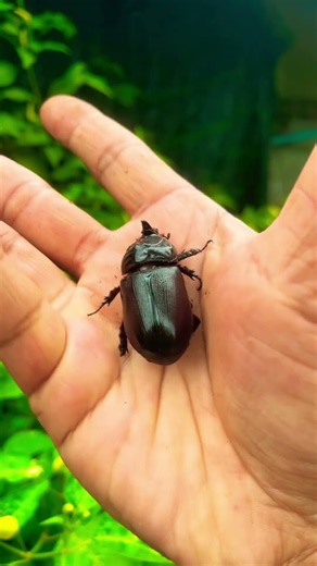 Black Beetle 🪲😱#crab #nature #spider #insects #nature #animals #fish #viral #shorts #wildlife