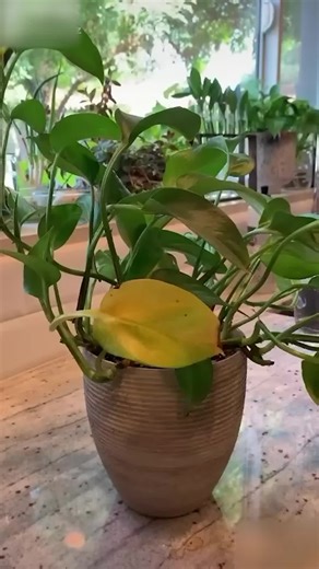 Why Your Pothos Leaves Are Turning Yellow & Brown